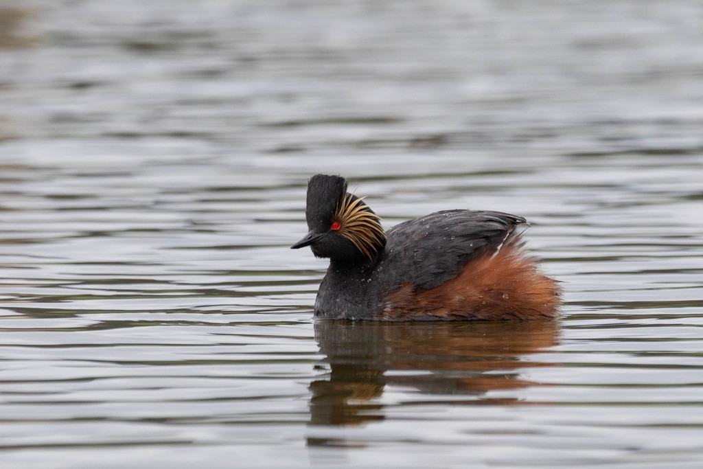 Podiceps nigricollis (Eared Grebe), California species