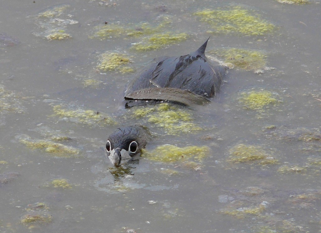 Podilymbus podiceps (Pied-billed Grebe), California species