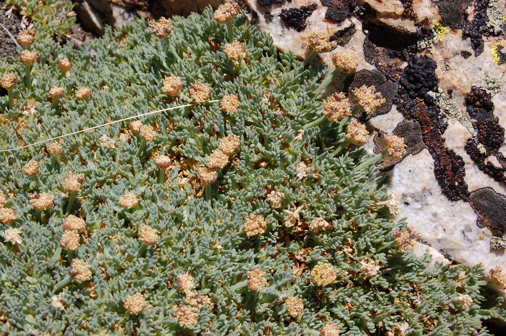 Podistera nevadensis (Sierra podistera), native California herb