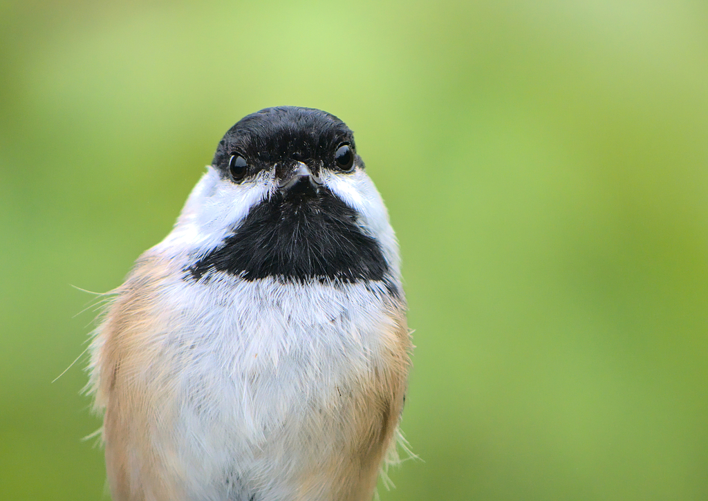 Poecile atricapillus (Black-capped Chickadee), California species
