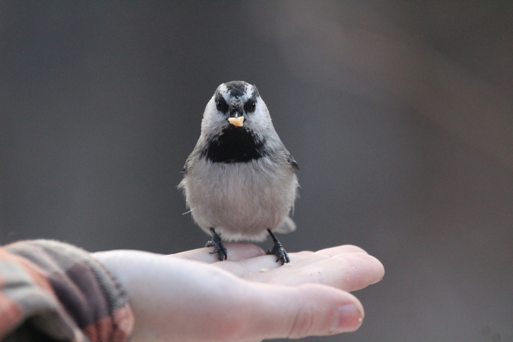 Poecile gambeli (Mountain Chickadee), California species