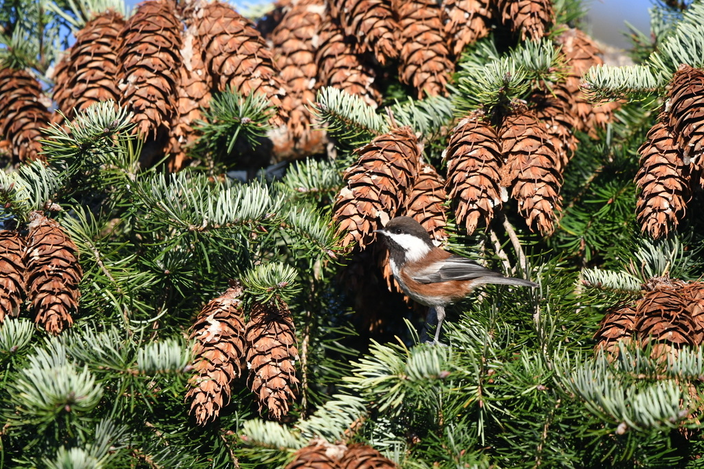 Poecile rufescens rufescens (Chestnut-backed Chickadee (subspecies)), California species