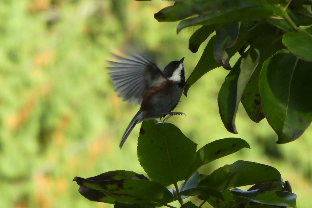 Poecile rufescens (Chestnut-backed Chickadee), California species