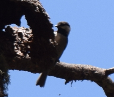 Poecile sclateri (Mexican Chickadee), California species
