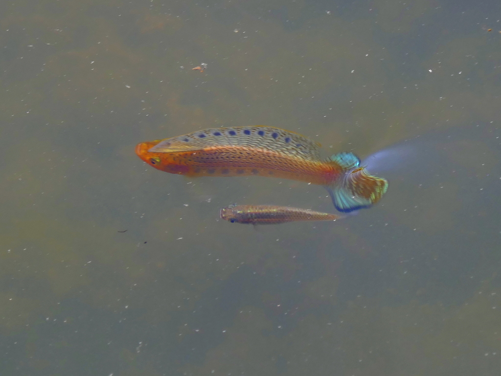Poecilia latipinna (Sailfin molly), California species