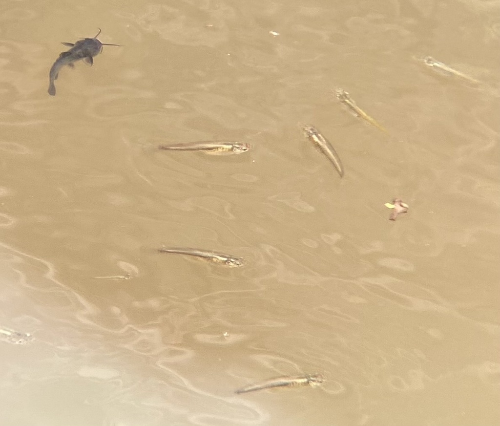Poeciliopsis occidentalis (Gila topminnow (incl. Yaqui)), California species