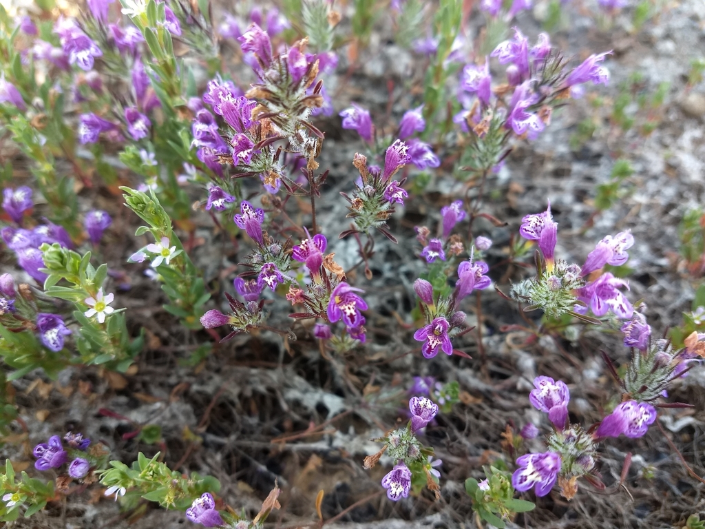 Pogogyne abramsii (San diego mesa mint), native California herb