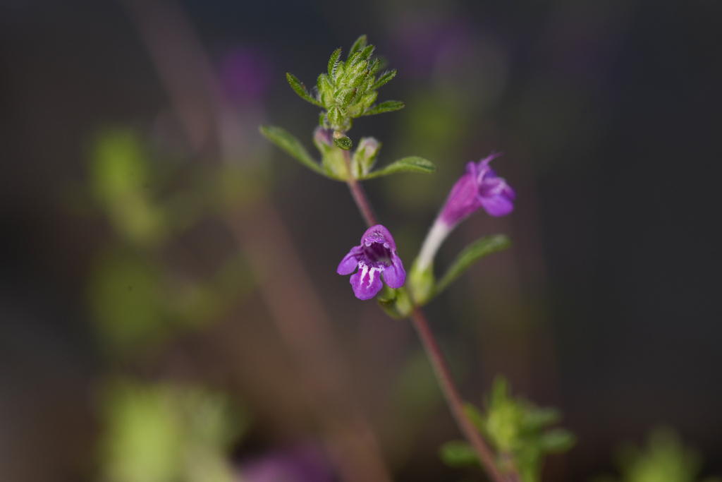 Pogogyne clareana (Santa lucia mint), native California herb