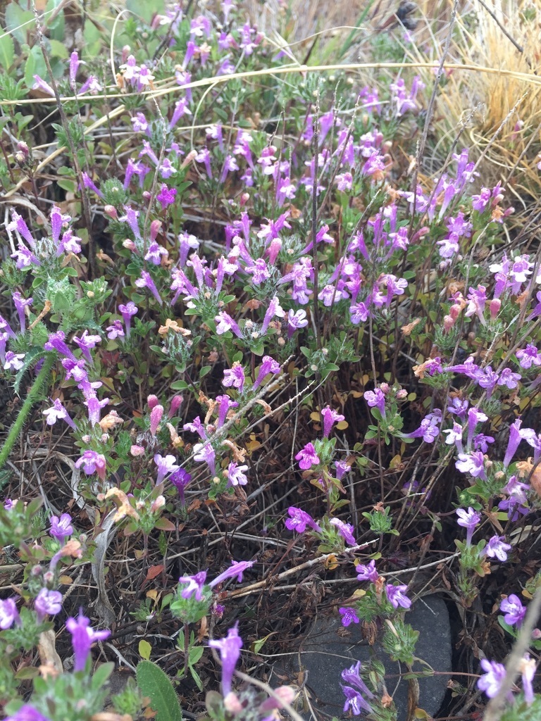 Pogogyne douglasii (Douglas' beardstyle), native California herb