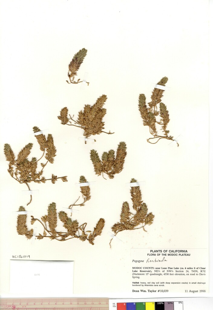Pogogyne floribunda (Profuse-flowered pogogyne), native California herb