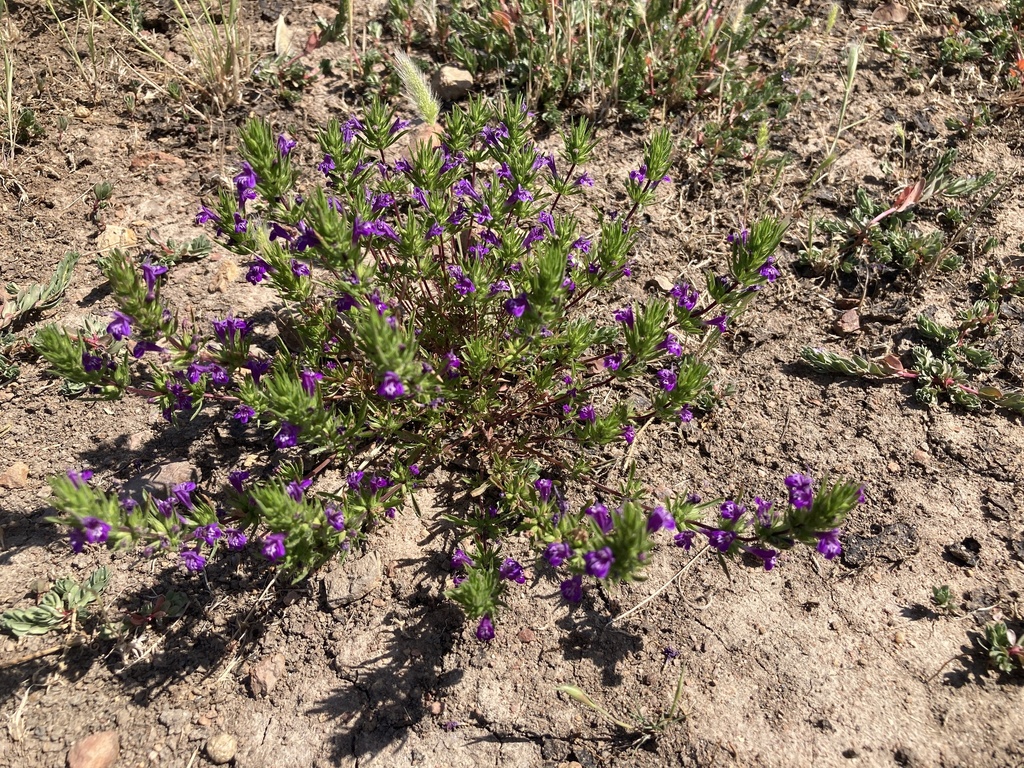Pogogyne nudiuscula (Otay mesa mint), native California herb