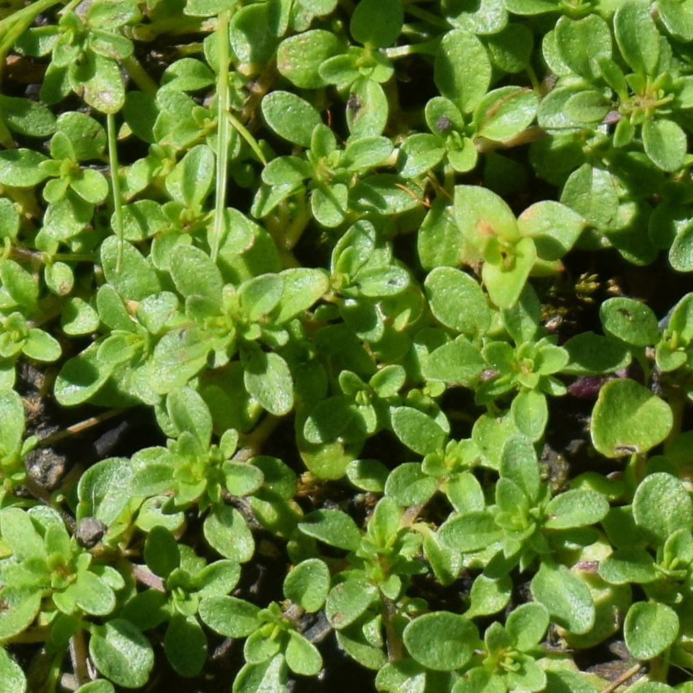 Pogogyne serpylloides (Thymeleaf beardstyle), native California herb