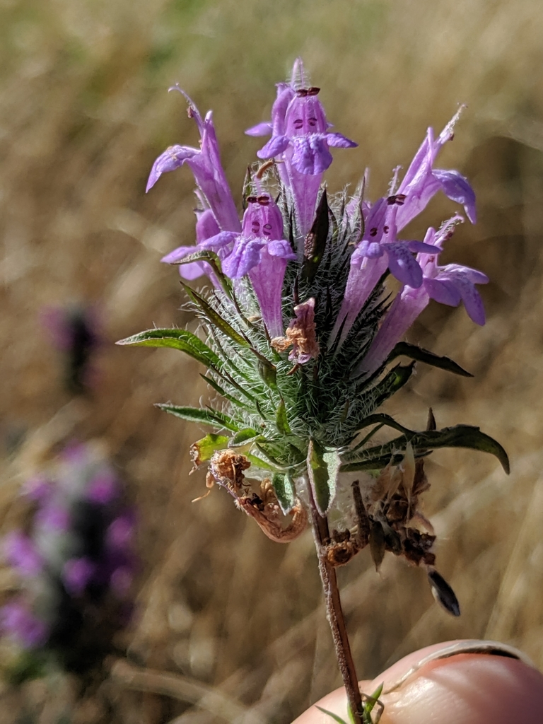 Pogogyne sp. (Beardstyle), native California annual