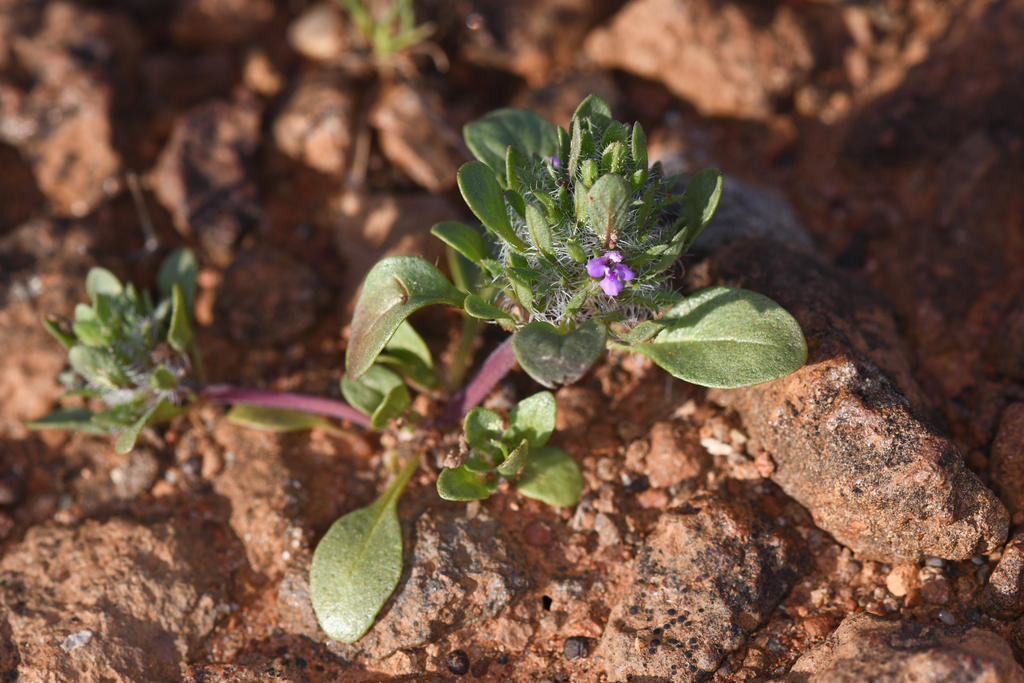 Pogogyne zizyphoroides (Sacramento beardstyle), native California herb