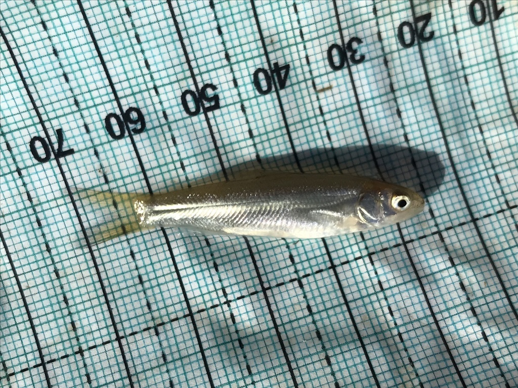 Pogonichthys ciscoides (Clear Lake splittail), California species