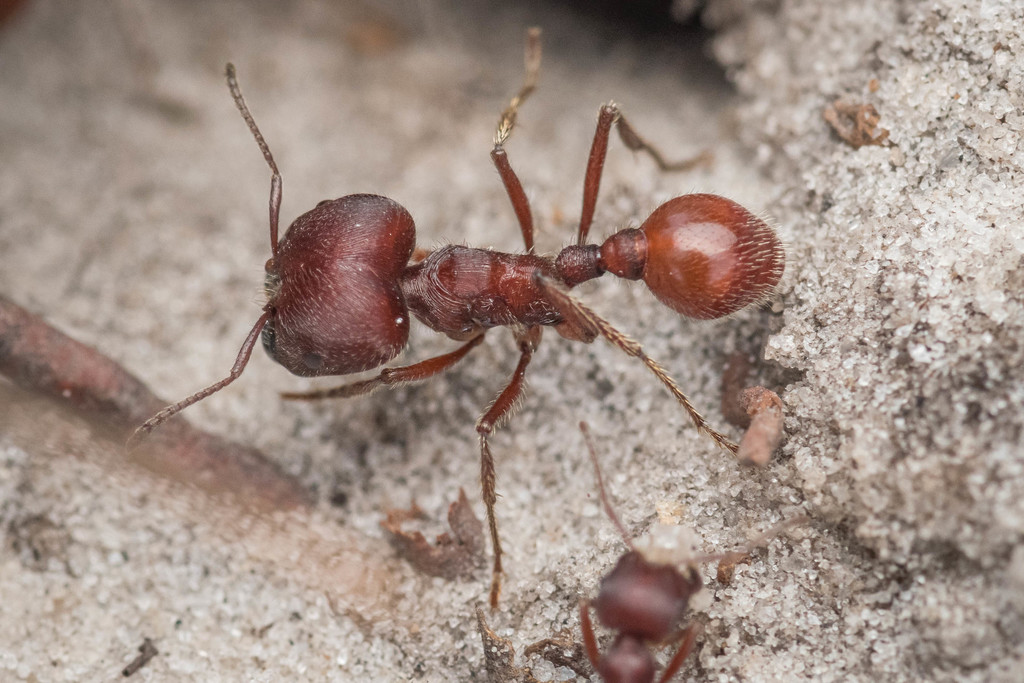 Pogonomyrmex californicus (California Harvester Ant), California species