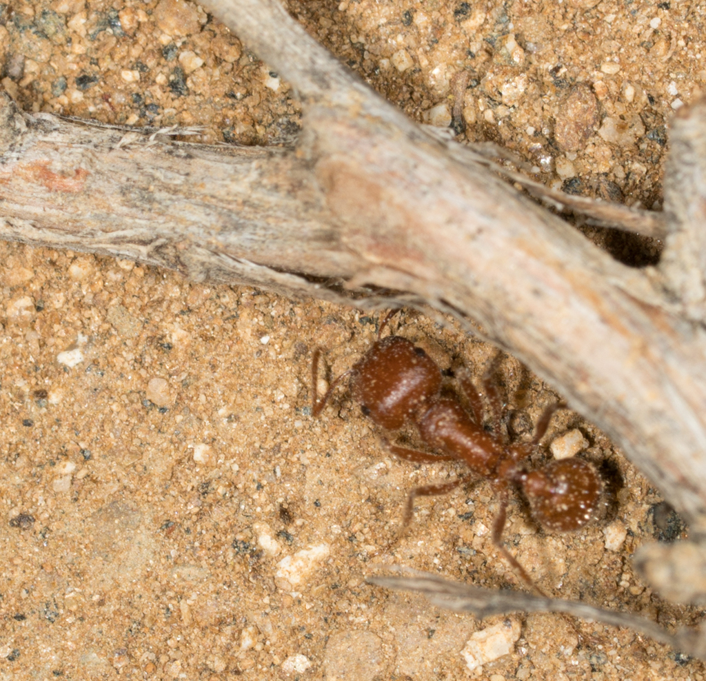Pogonomyrmex subnitidus, California species