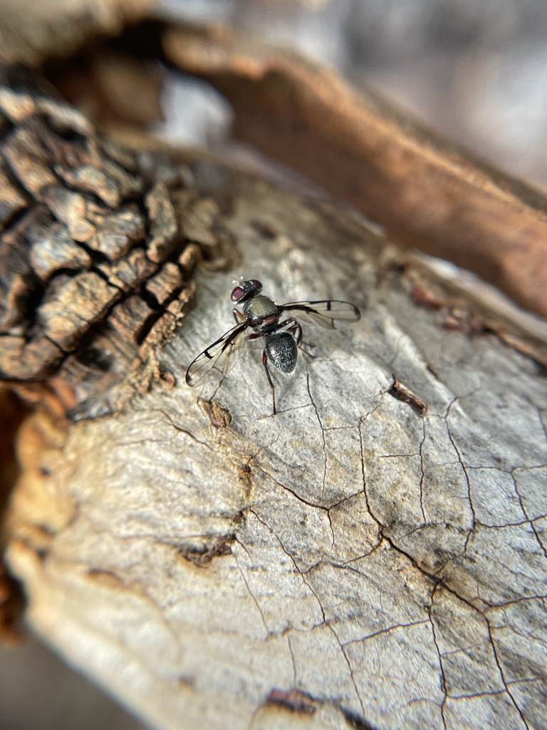 Pogonortalis monteithi, California species