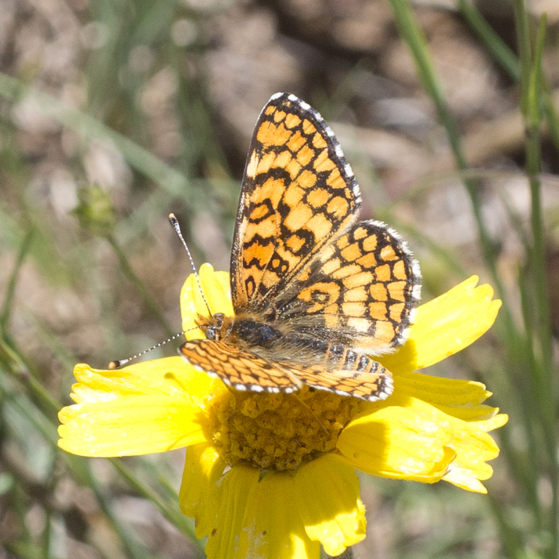 Poladryas arachne (Arachne Checkerspot), California species