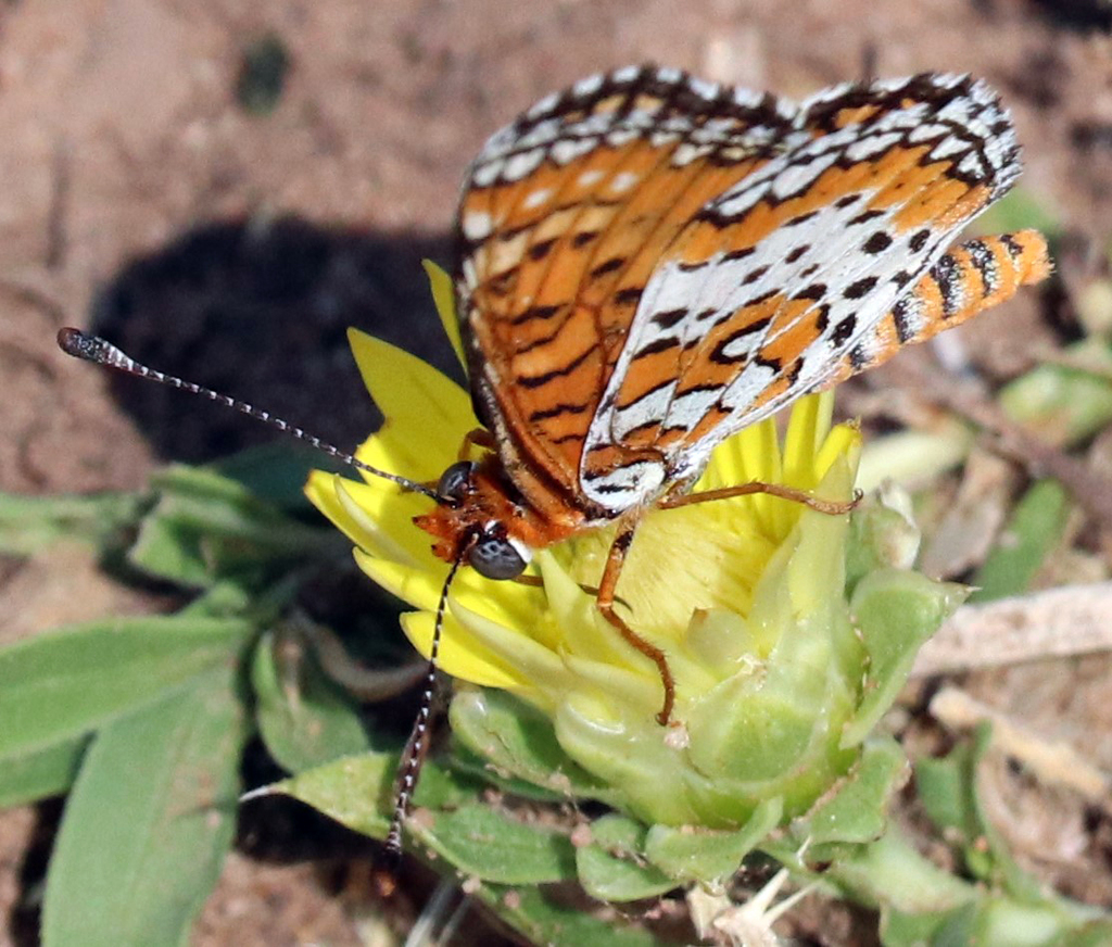 Poladryas minuta (Dotted Checkerspot), California species