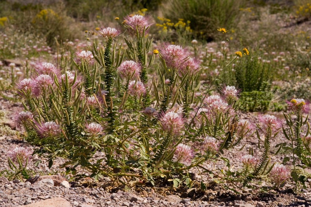 Polanisia dodecandra subsp. trachysperma (Western clammyweed), native California herb