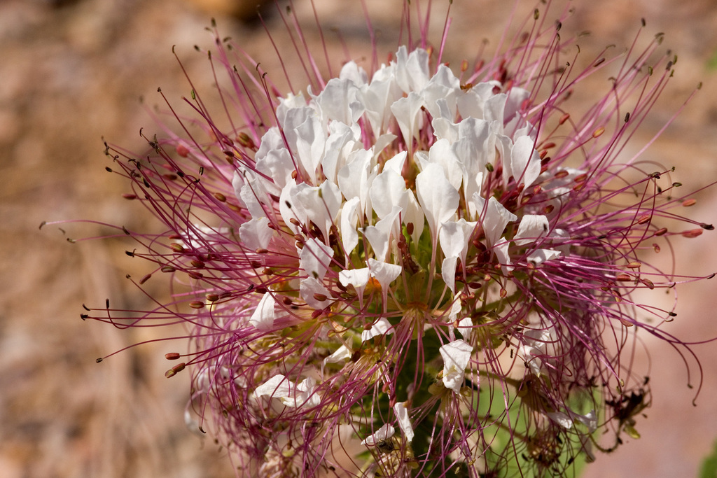 Polanisia sp., native California annual
