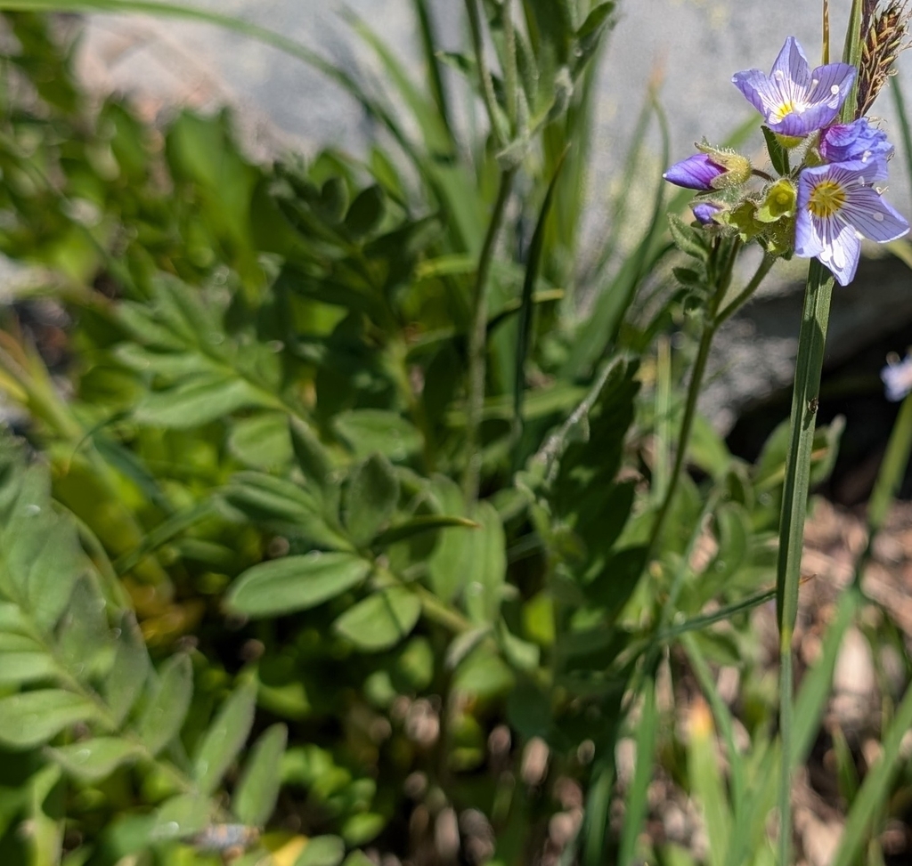 Polemonium californicum (California polemonium), native California herb