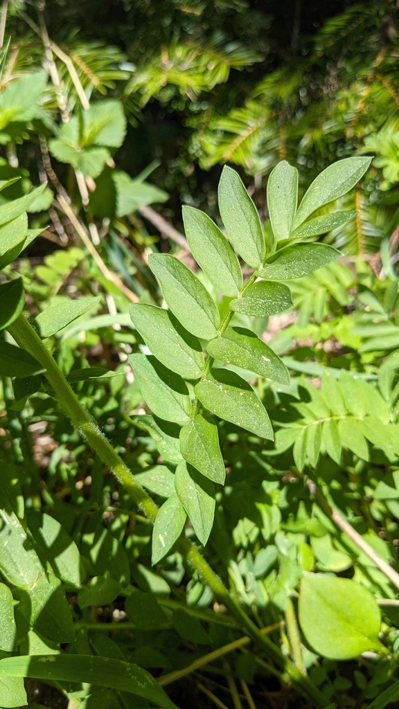 Polemonium carneum (Oregon polemonium), native California subshrub