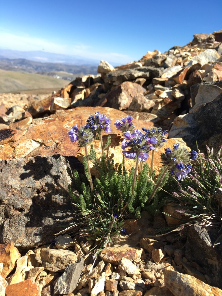 Polemonium chartaceum (Mason's sky pilot), native California herb