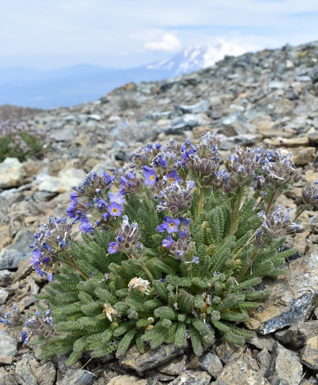 Polemonium eddyense (Mount eddy sky pilot), native California herb