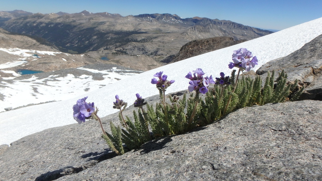 Polemonium eximium (Showy sky pilot), native California herb
