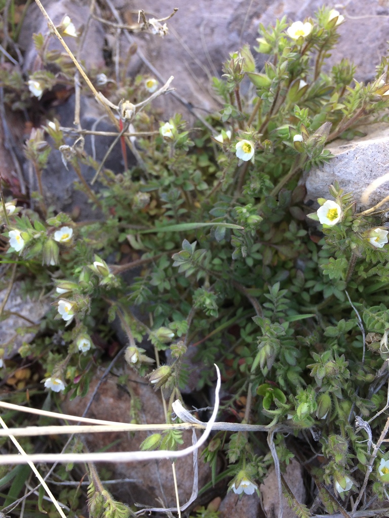 Polemonium micranthum (Annual polemonium), native California herb