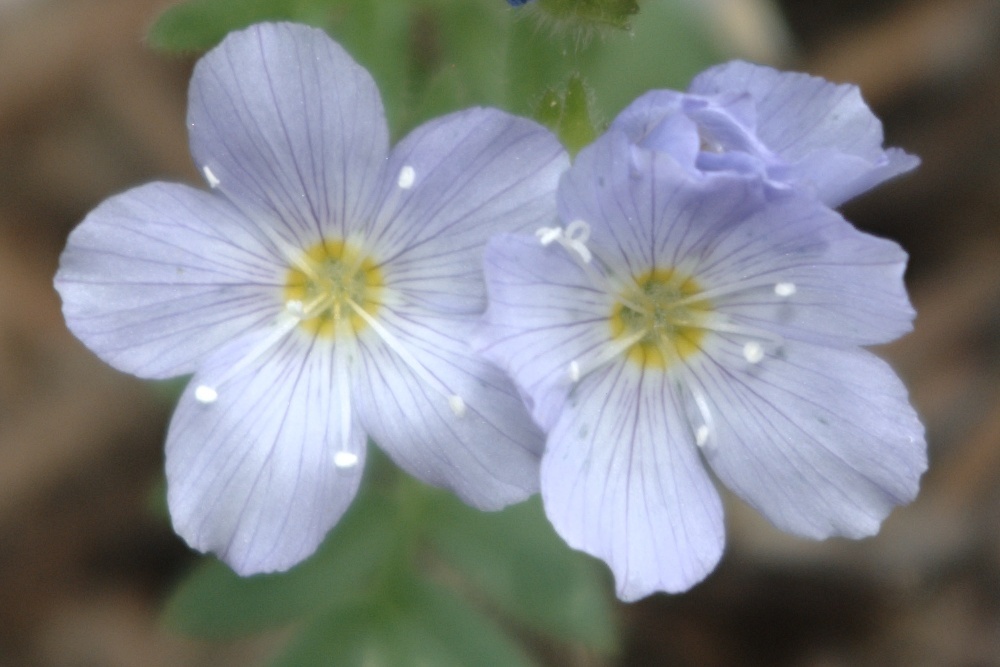 Polemonium pulcherrimum var. pulcherrimum (Sky pilot), native California herb