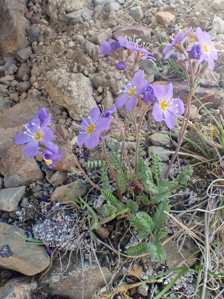 Polemonium pulcherrimum — parent species of Polemonium pulcherrimum var. shastense