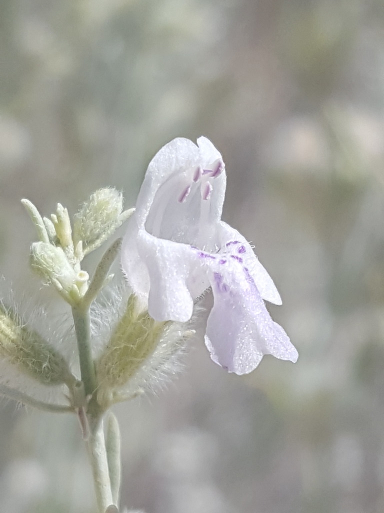 Poliomintha incana (Frosted mint), native California shrub