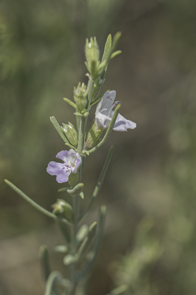 Poliomintha sp., native California shrub