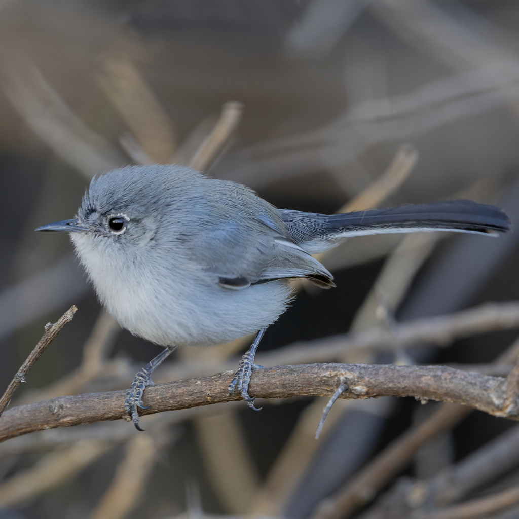 Polioptila caerulea (Blue-gray Gnatcatcher), California species