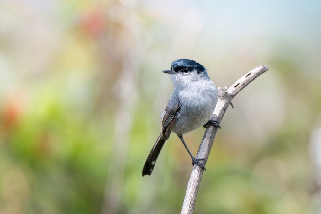 Polioptila californica californica (Coastal California gnatcatcher), California species