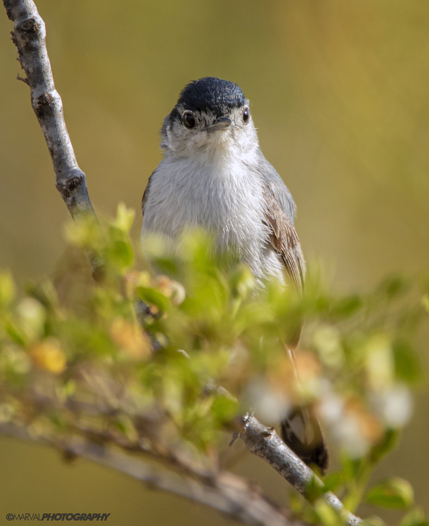 Polioptila californica (California Gnatcatcher), California species