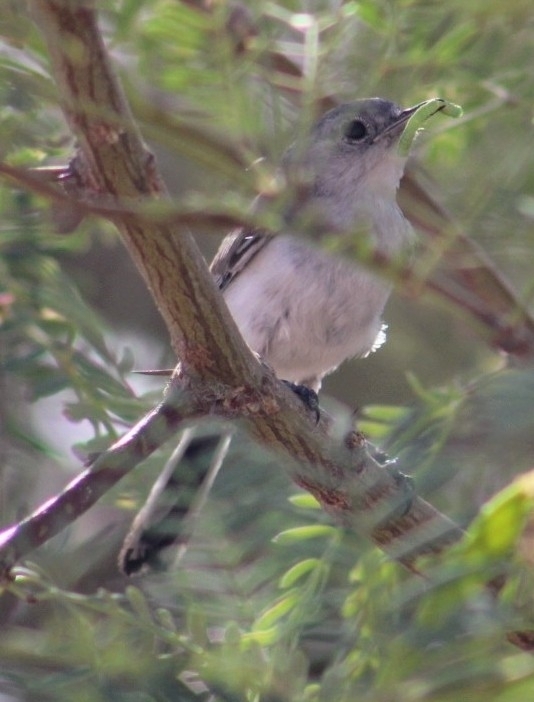 Polioptila melanura (Black-tailed Gnatcatcher), California species