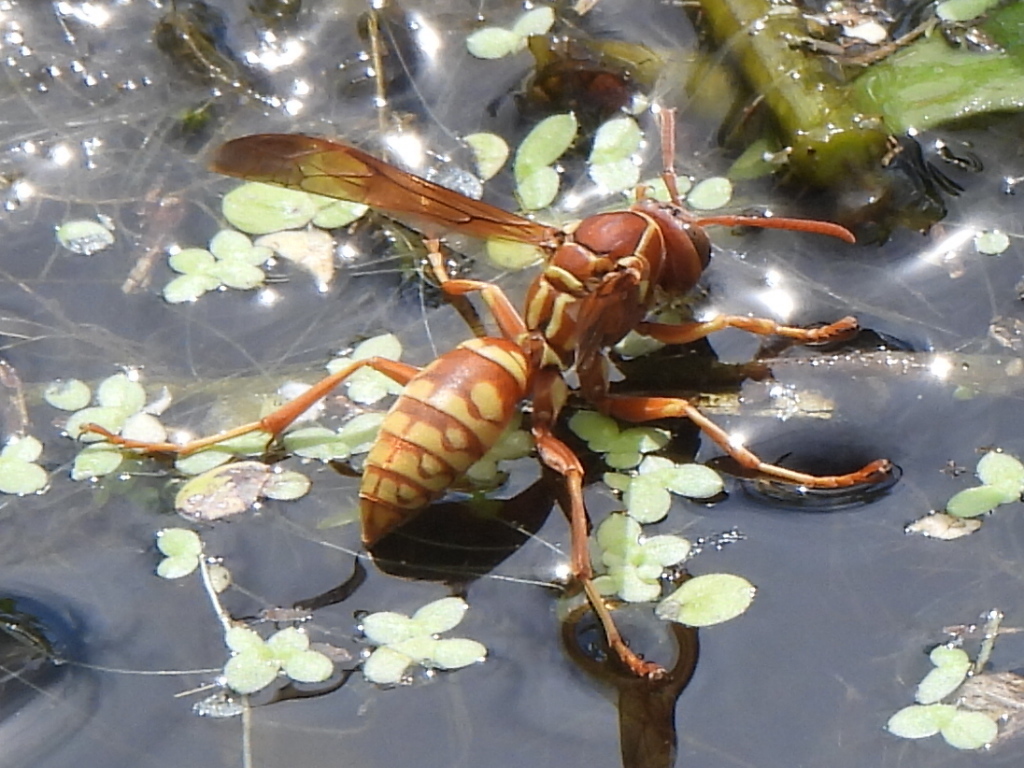 Polistes apachus (Apache Paper Wasp), California species