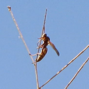 Polistes aurifer (Golden Paper Wasp), California species
