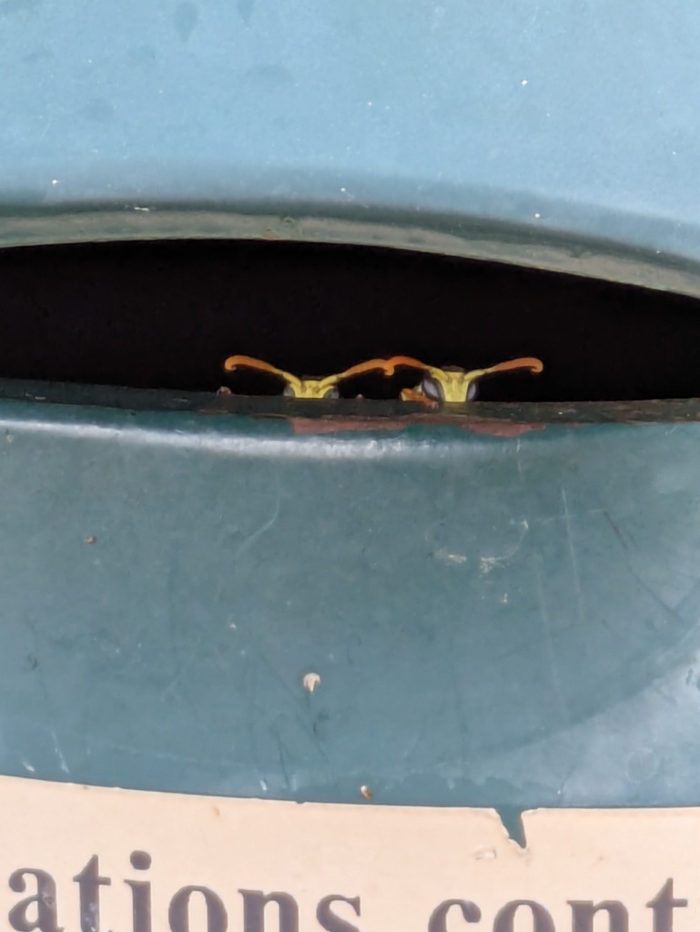 Polistes dominula (European Paper Wasp), California species