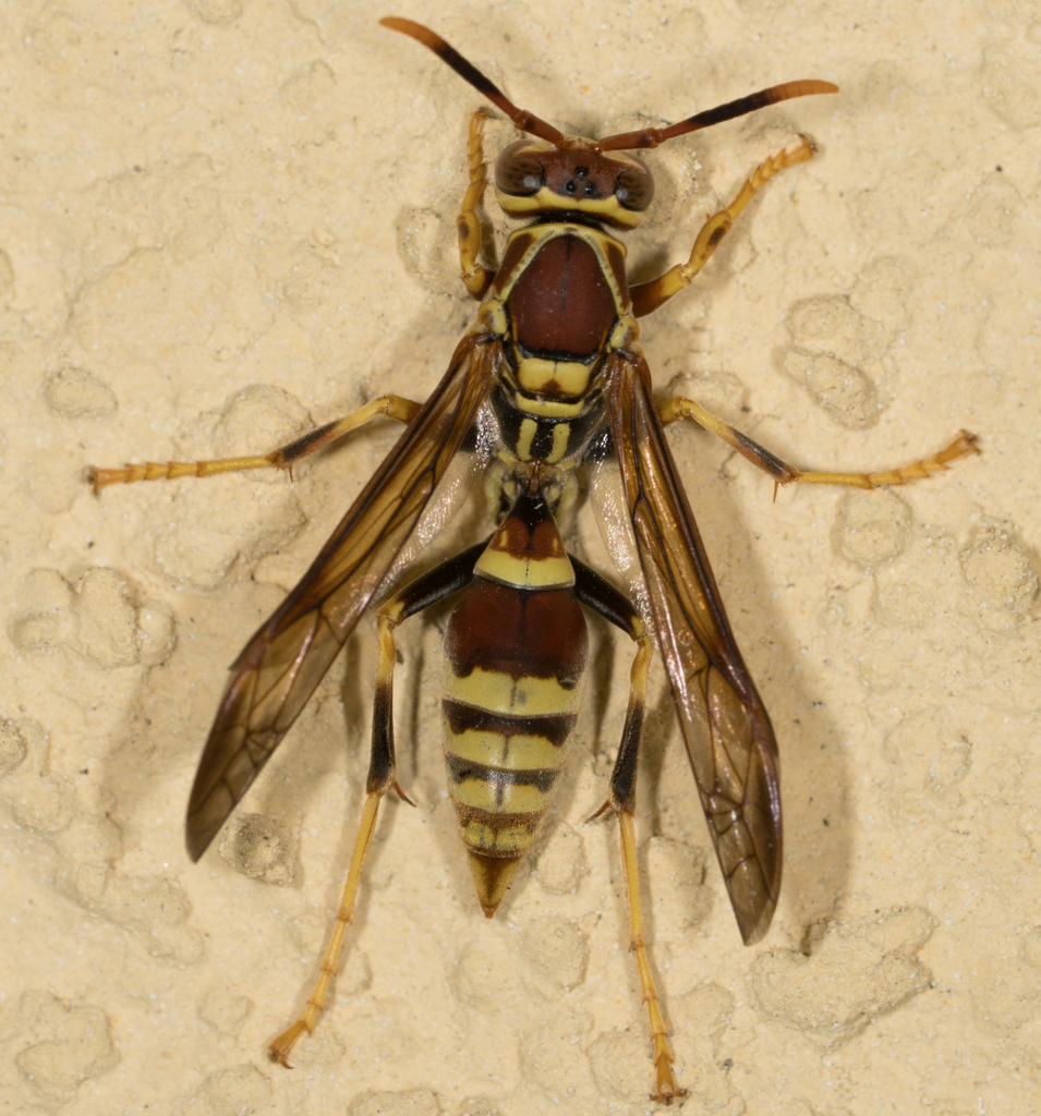 Polistes exclamans (Guinea Paper Wasp), California species
