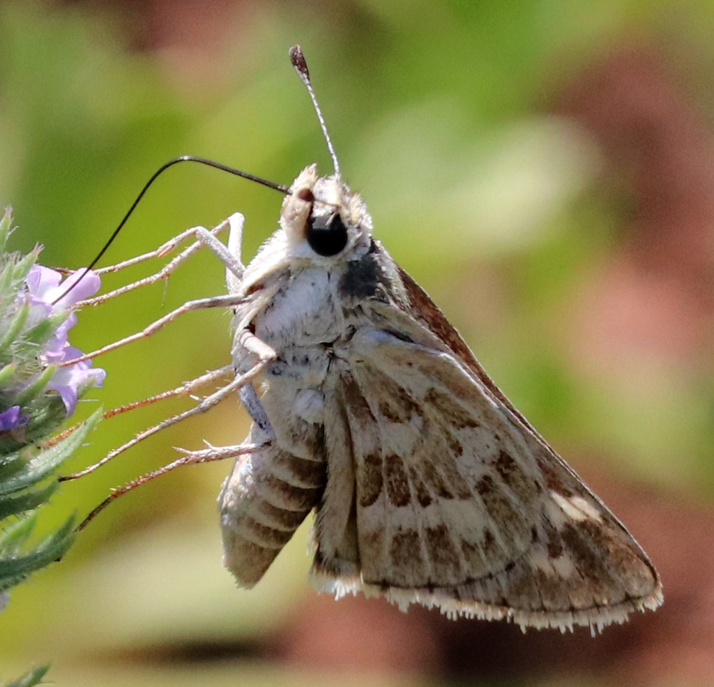 Polites carus (Carus Skipper), California species