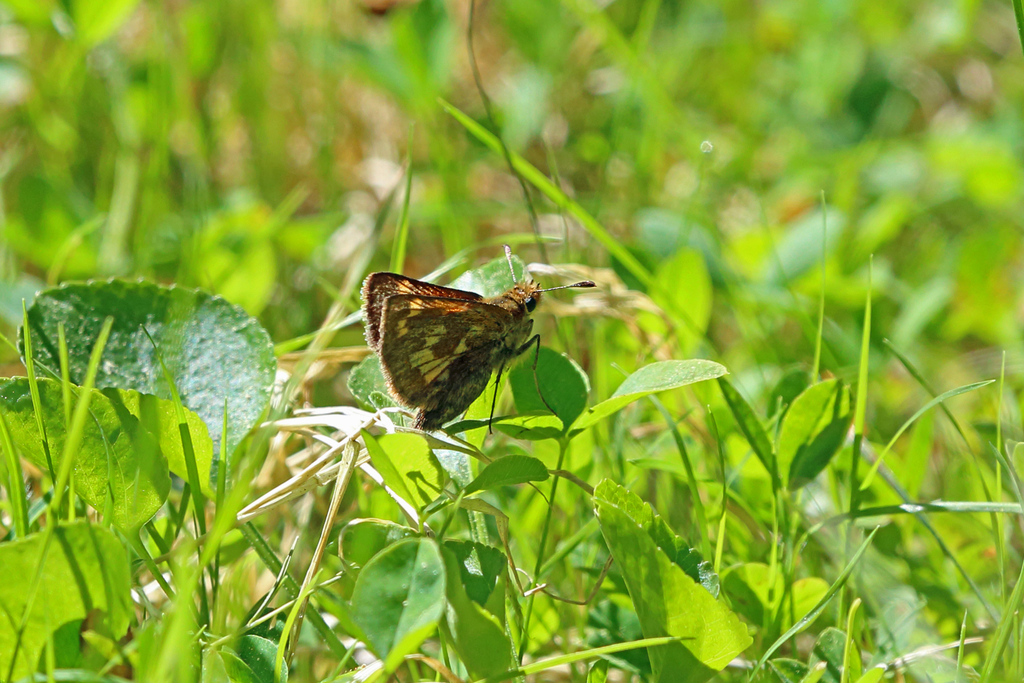 Polites mardon (Mardon Skipper), California species