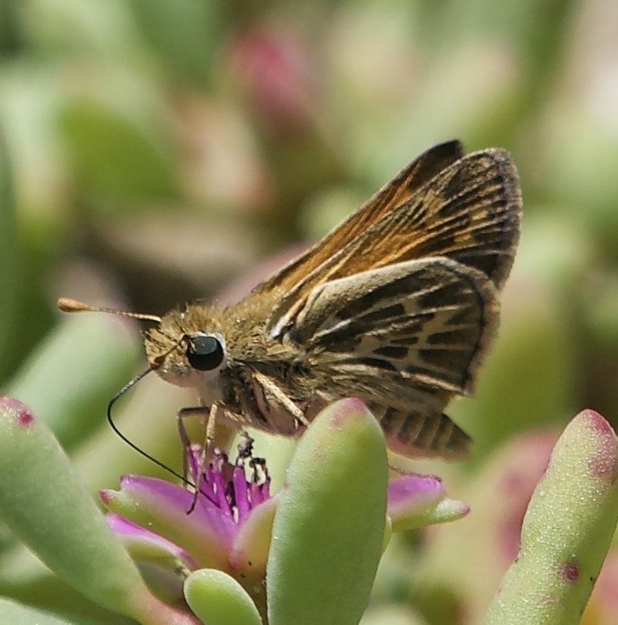 Polites sabuleti (Sandhill Skipper), California species