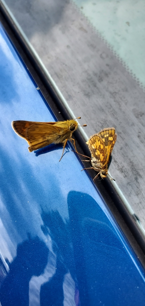 Polites sonora (Sonora Skipper), California species