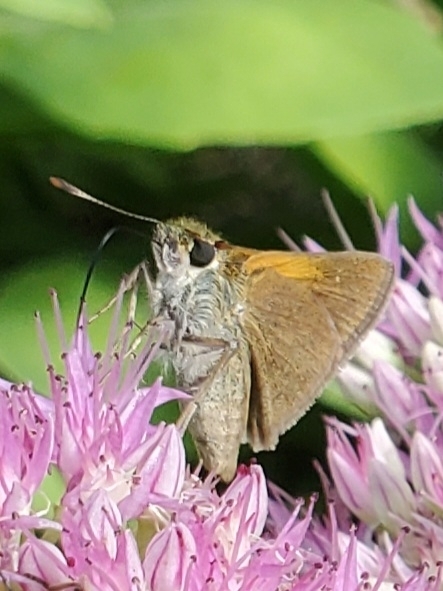 Polites themistocles (Tawny-edged Skipper), California species