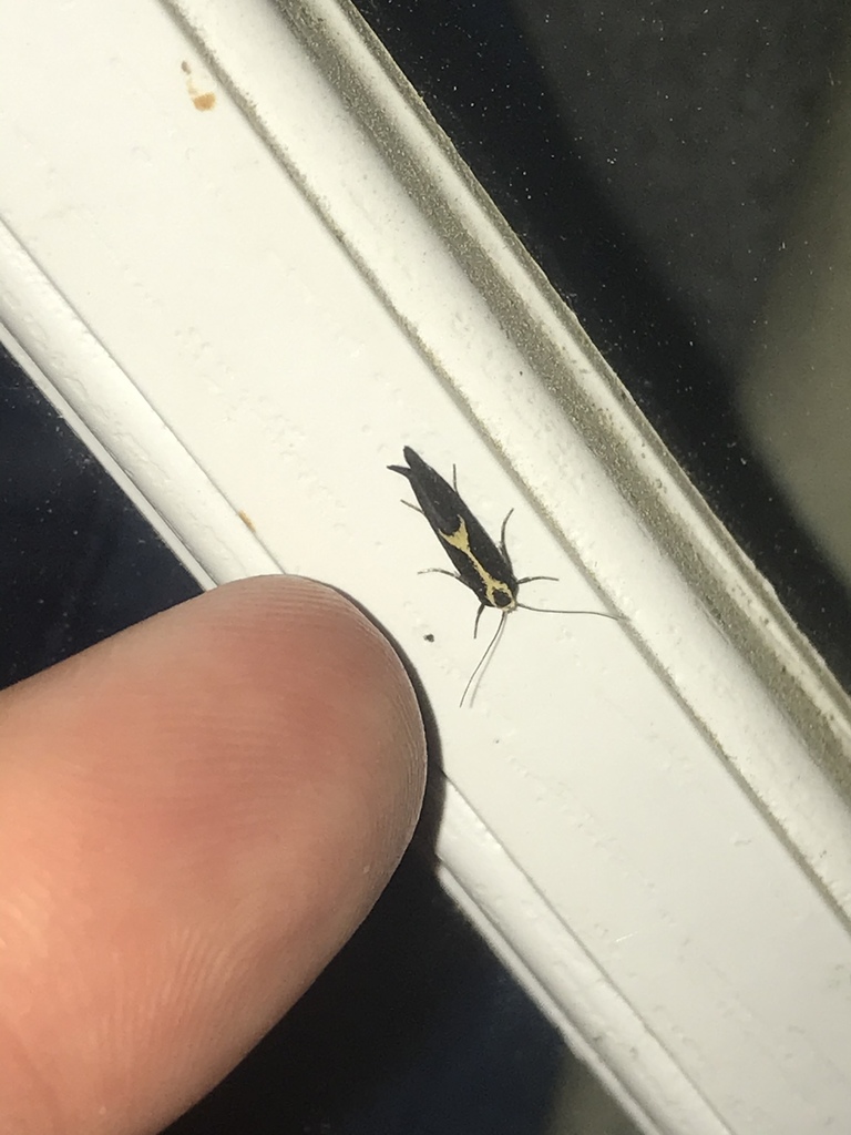Polix coloradella, California species